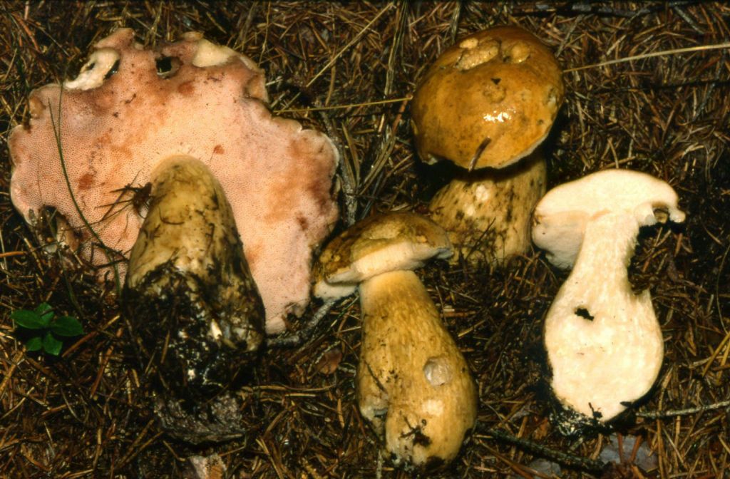 Porcino faggeta Monte Baldo